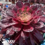 Aeonium Mardi Gras - Image 2