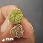 Lithops Mercedes-Benz - Image 2