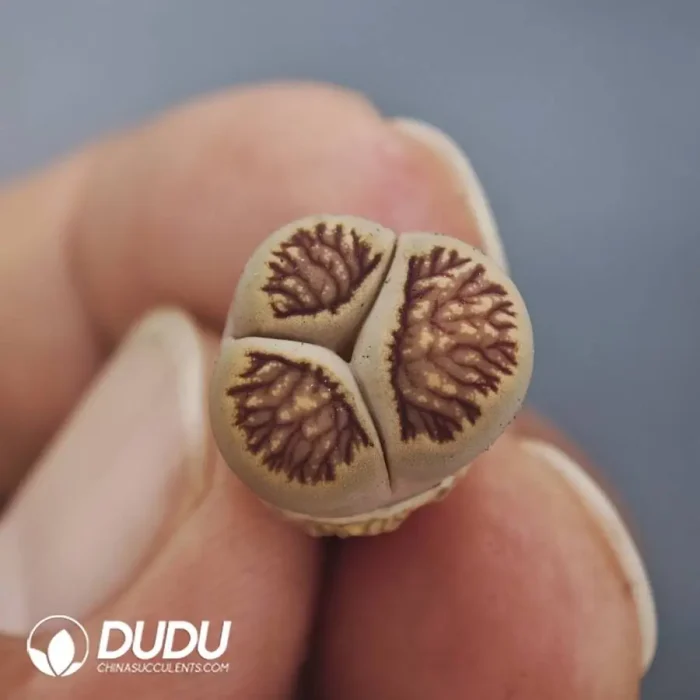 Lithops Mercedes-Benz - Image 4