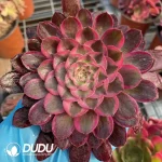 Aeonium Black Devil Variegated Cutting