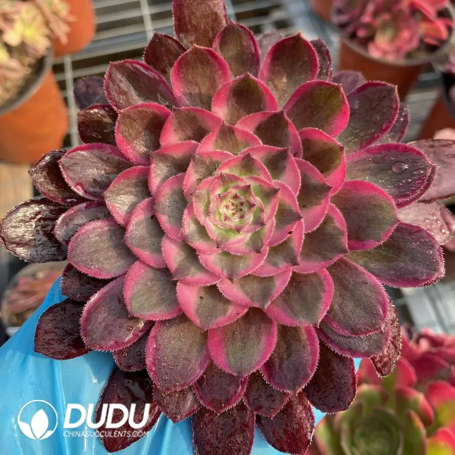 1747885803-e201.webp Aeonium Black Devil Variegated Cutting - Image 1