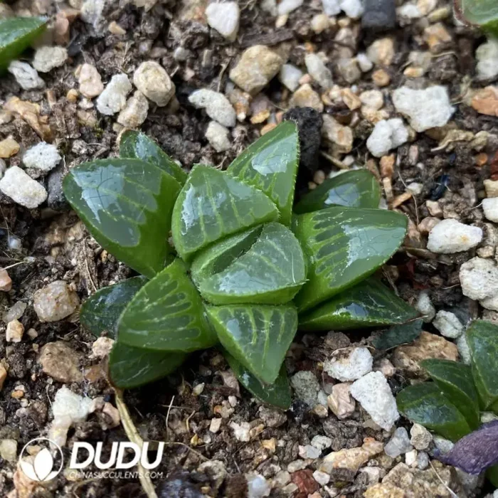 Haworthia Heidelbergensis - Image 2