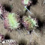 Aeonium Royal Chrysanthemum Cristate Grafted - Image 3