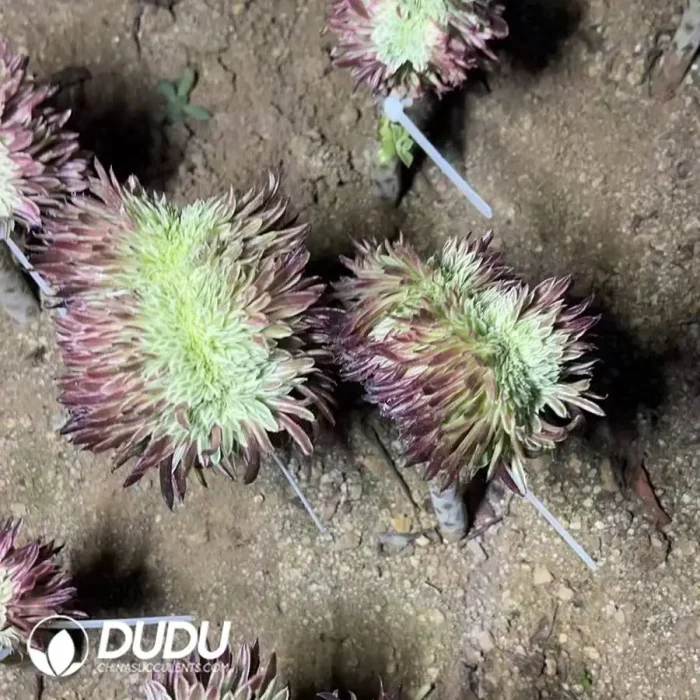 Aeonium Royal Chrysanthemum Cristate Grafted - Image 3