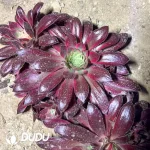 Aeonium Gray Peacock Variegated Clustering - Image 3