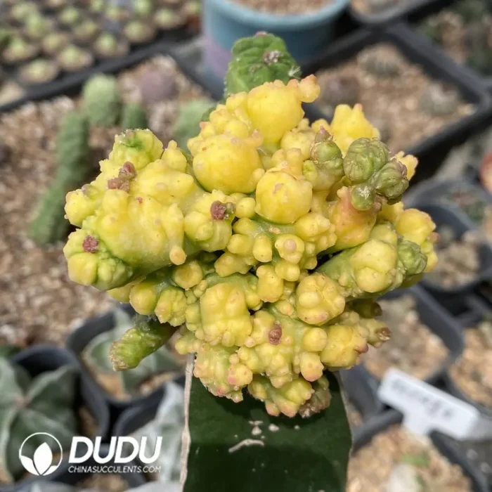 Echinopsis eyriesii (Turp.) Zucc.Monstrose Variegated Grafted - Image 2