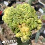 Echinopsis eyriesii (Turp.) Zucc.Monstrose Variegated Grafted - Image 4