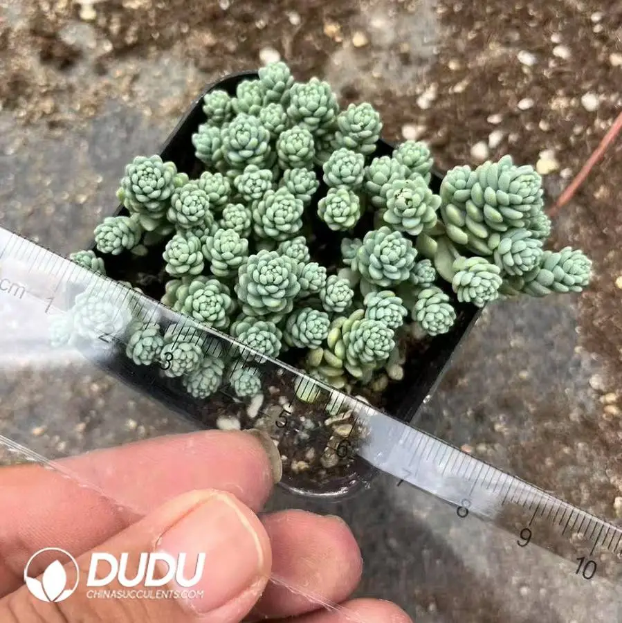 1747978972-e201.webp Sedum Dasyphyllum Major Clustering - Image 1