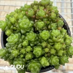 Haworthia Obtusa Clustering (Scattered Clustering)