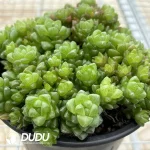 Haworthia Obtusa Clustering (Scattered Clustering) - Image 2