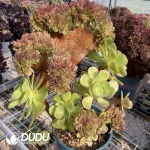 Aeonium 'Blushing Beauty'Cristate