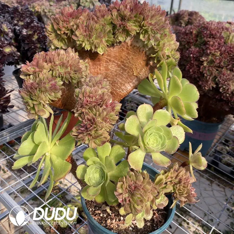 1747991352-e201.webp Aeonium 'Blushing Beauty'Cristate - Image 1