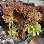 Aeonium 'Blushing Beauty'Cristate - Image 3