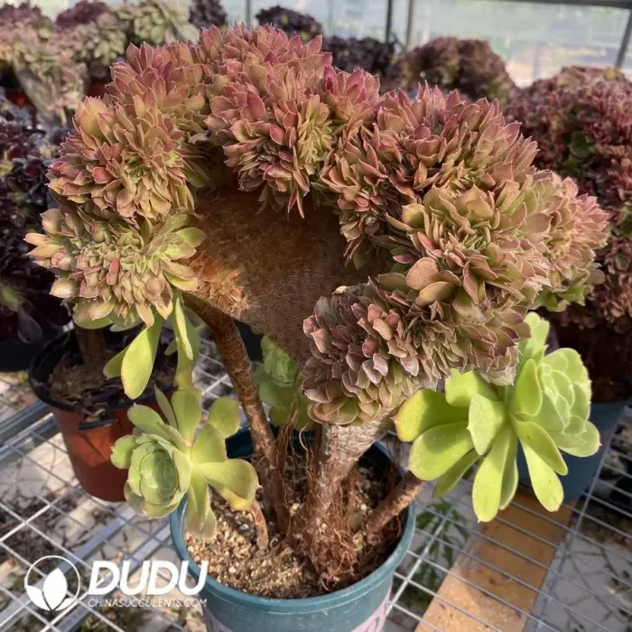 Aeonium 'Blushing Beauty'Cristate - Image 3