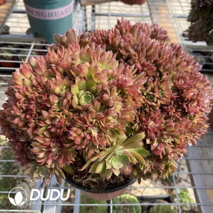 Aeonium Naga Queen Cristata-3 - Image 1