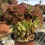 Aeonium Naga Queen Cristata-3 - Image 2