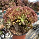 Aeonium Naga Queen Cristata-3 - Image 3