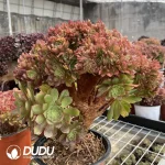 Aeonium Naga Queen Cristata-4 - Image 2