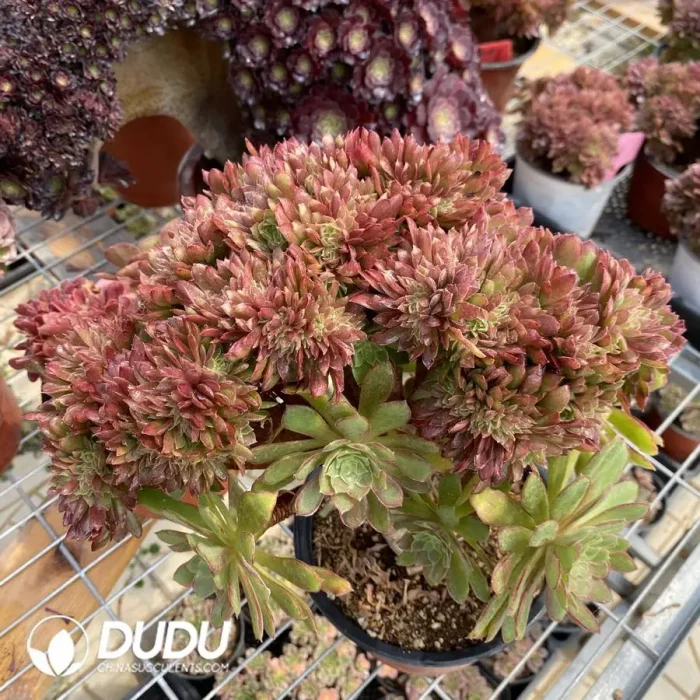 Aeonium Naga Queen Cristata-4 - Image 3