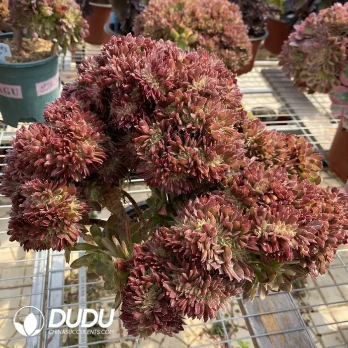 1748223052-e201.webp Aeonium Naga Queen Cristata-7 - Image 1