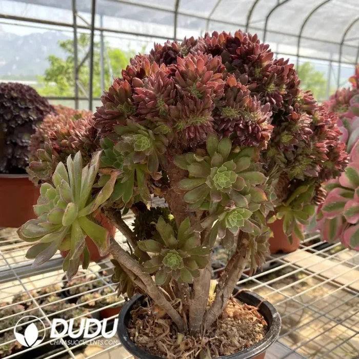 Aeonium Naga Queen Cristata-7 - Image 3