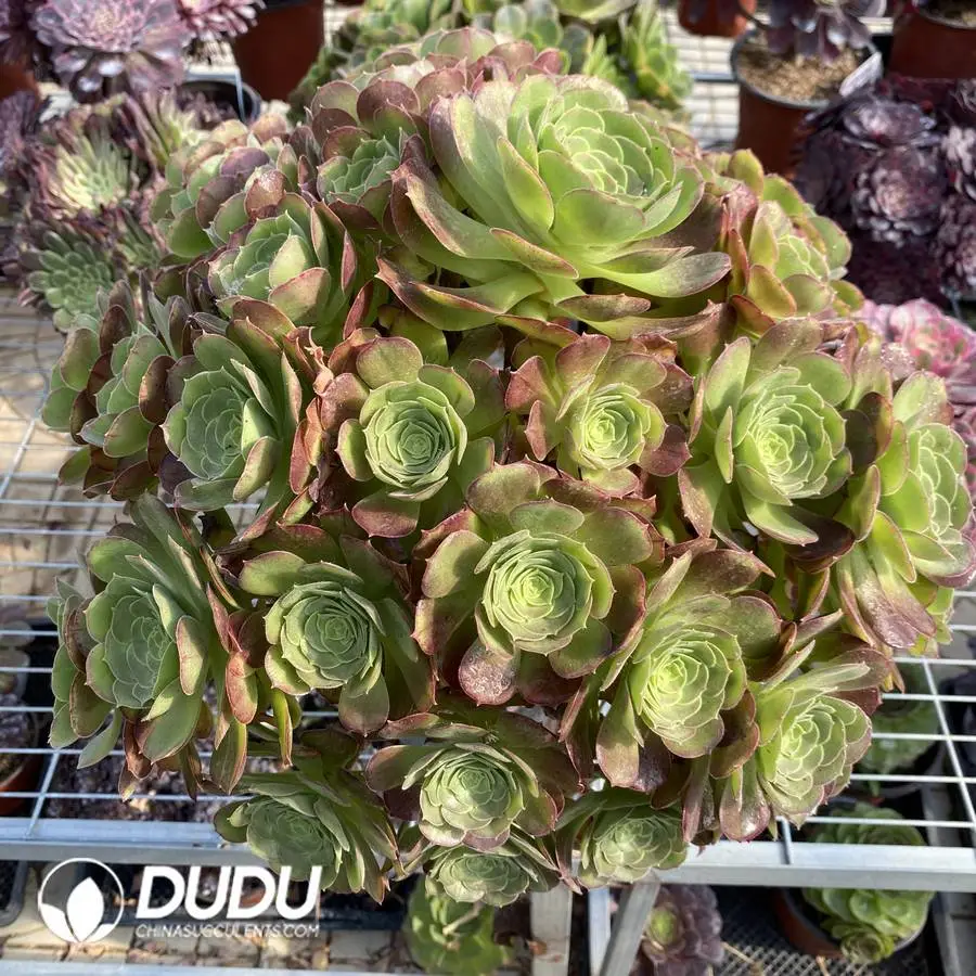 1748223070-e201.webp Aeonium Pink Witch Mediopicta Variegated Clustering - Image 1