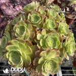 Aeonium Pink Witch Mediopicta Variegated Clustering - Image 2
