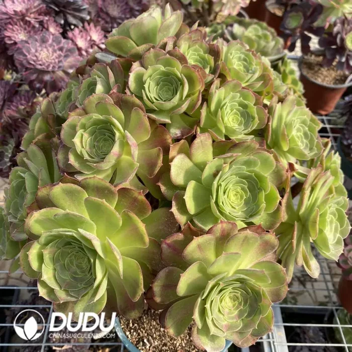 Aeonium Pink Witch Mediopicta Variegated Clustering - Image 2