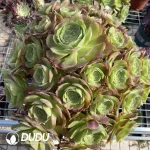 Aeonium Pink Witch Mediopicta Variegated Clustering - Image 3