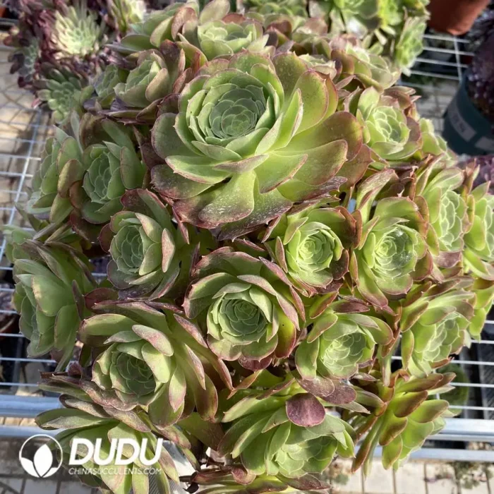 Aeonium Pink Witch Mediopicta Variegated Clustering - Image 3