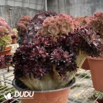Aeonium Zwartkin Cristate-1