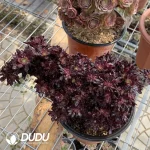 Aeonium Zwartkin Cristate-1 - Image 2