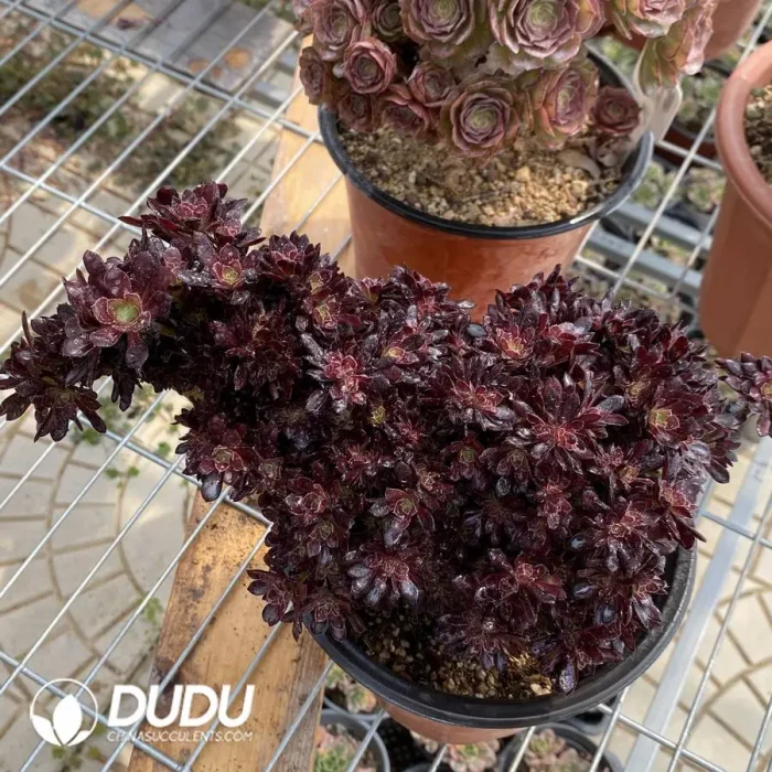 Aeonium Zwartkin Cristate-1 - Image 2