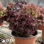 Aeonium Zwartkin Cristate-1 - Image 3