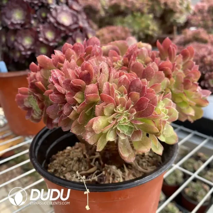 Aeonium Athena Cristata-7 - Image 1