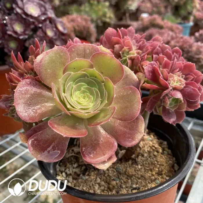 Aeonium Athena Cristata-7 - Image 3