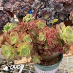 Aeonium Shao Xiu Cristata-9