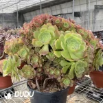 Aeonium Shao Xiu Cristata-10