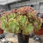 Aeonium Shao Xiu Cristata-10 - Image 2