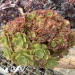 Aeonium Shao Xiu Cristata-10 - Image 3