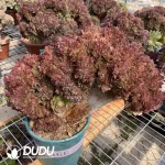 Aeonium Halloween Cristata-1