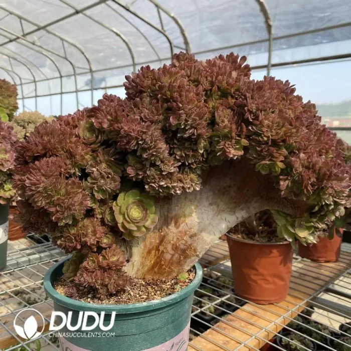 Aeonium Halloween Cristata-1 - Image 2