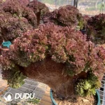 Aeonium Halloween Cristata-1 - Image 3