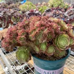 Aeonium Halloween Cristata-3