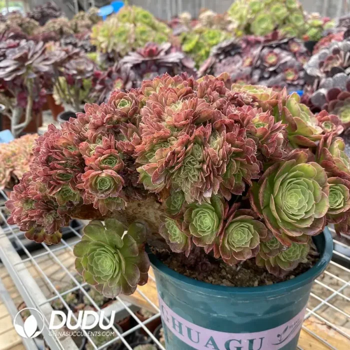 1748224474-e201.webp Aeonium Halloween Cristata-3 - Image 1