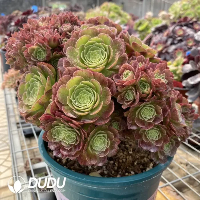 Aeonium Halloween Cristata-3 - Image 2