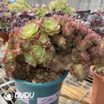 Aeonium Halloween Cristata-3 - Image 3