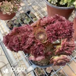 Aeonium Halloween Cristata-9