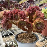 Aeonium Halloween Cristata-9 - Image 2
