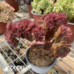 Aeonium Halloween Cristata-9 - Image 3